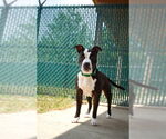 Small #1 American Pit Bull Terrier