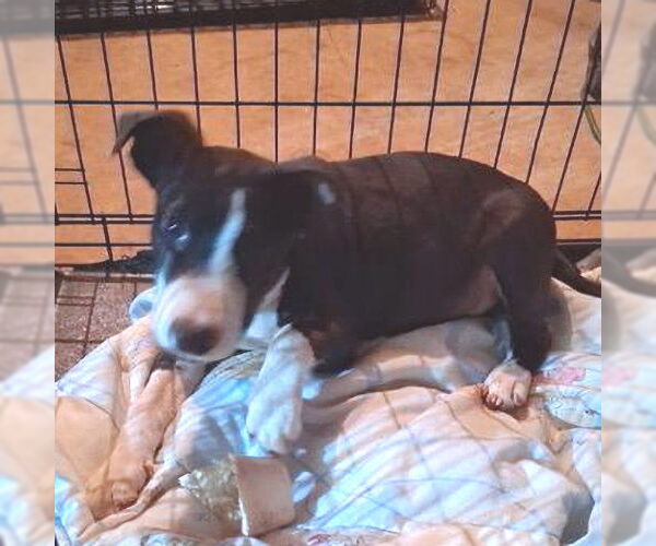 Medium Photo #4 Mountain Cur-Plott Hound Mix Puppy For Sale in Rutherfordton, NC, USA