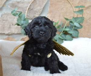 Shih-Poo Puppy for sale in HONEY BROOK, PA, USA