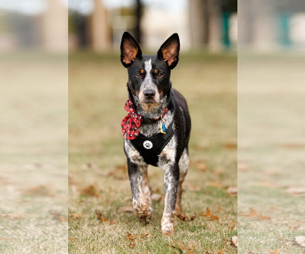 Medium Photo #5 Mutt Puppy For Sale in McKinney, TX, USA