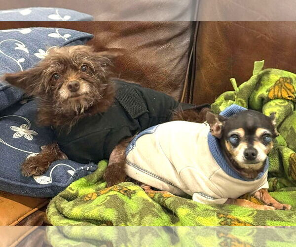 Medium Photo #5 Chihuahua Puppy For Sale in Boonton, NJ, USA