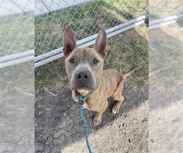 Medium Photo #2 American Staffordshire Terrier-Unknown Mix Puppy For Sale in Corpus Christi, TX, USA