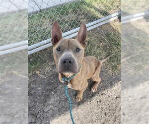 JACK AKA CHARLIE - Male American Staffordshire Terrier-Unknown Mix Dog for Adoption - Photo #2