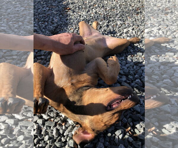 Medium Photo #4 Mutt Puppy For Sale in Thomasville, NC, USA