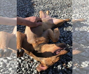 Teagan - Female Mutt Dog for Adoption - Photo #4