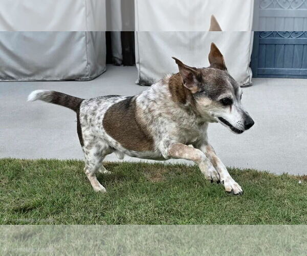 Medium Photo #3 Jack-A-Bee Puppy For Sale in Princeton, MN, USA
