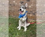 Small #10 Siberian Husky Mix