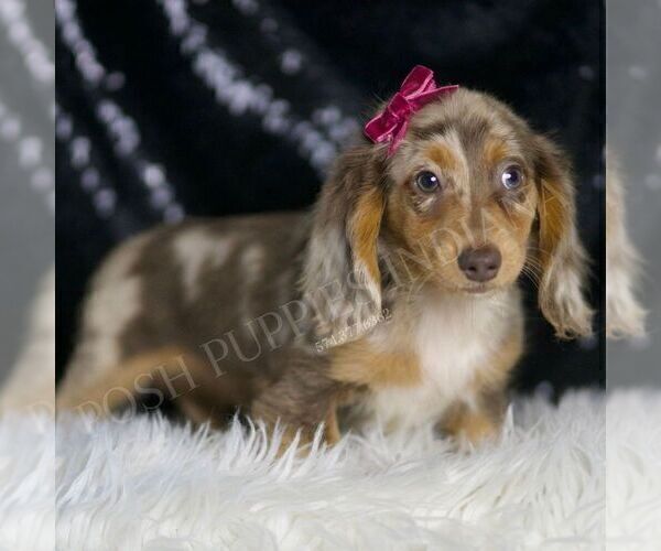 Medium Photo #41 Dachshund Puppy For Sale in WARSAW, IN, USA