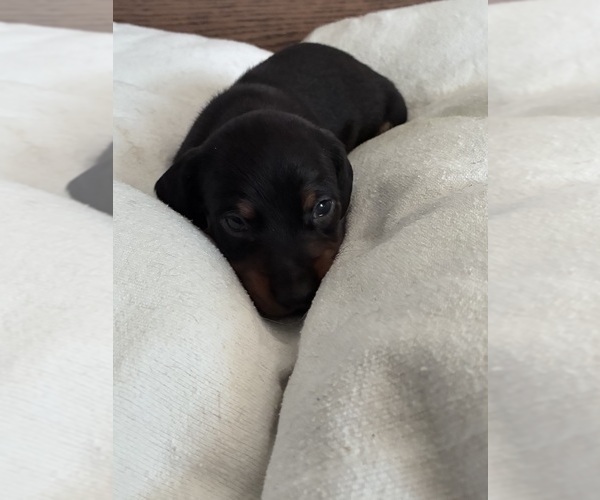 Medium Photo #2 Dachshund Puppy For Sale in SOUTHINGTON, OH, USA