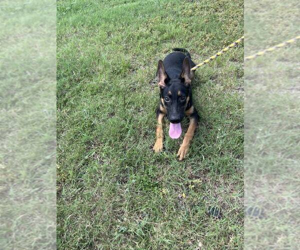 Medium Photo #3 Mutt Puppy For Sale in Abbeville, LA, USA