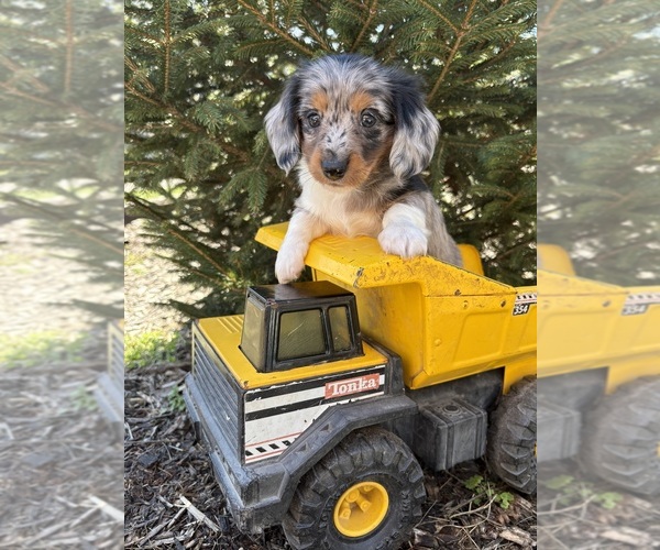 Medium Photo #3 Dachshund Puppy For Sale in MIDDLEBURY, IN, USA