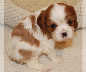 Cavalier King Charles Spaniel Puppy for sale in MONTGOMERY, TX, USA