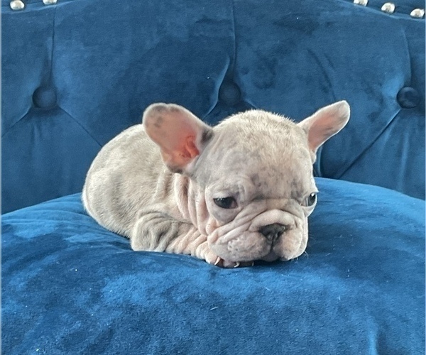Medium Photo #17 French Bulldog Puppy For Sale in HOUSTON, TX, USA