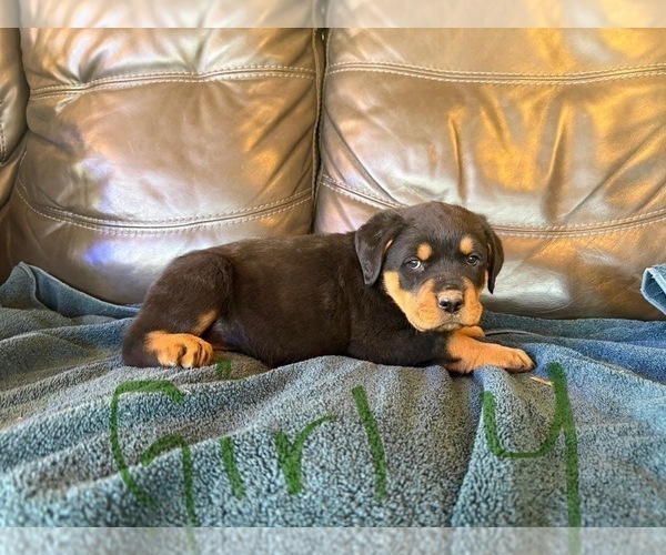 Medium Photo #5 Rottweiler Puppy For Sale in LAFAYETTE, IN, USA