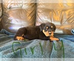 Small Photo #5 Rottweiler Puppy For Sale in LAFAYETTE, IN, USA