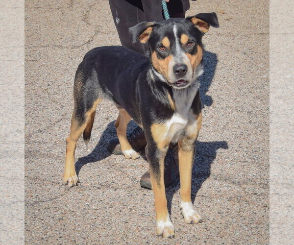Medium Photo #4 American Staffordshire Terrier-Rottweiler Mix Puppy For Sale in Huntley, IL, USA