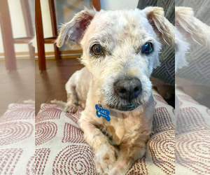 Maltese-Unknown Mix Dogs for adoption in Corona, CA, USA