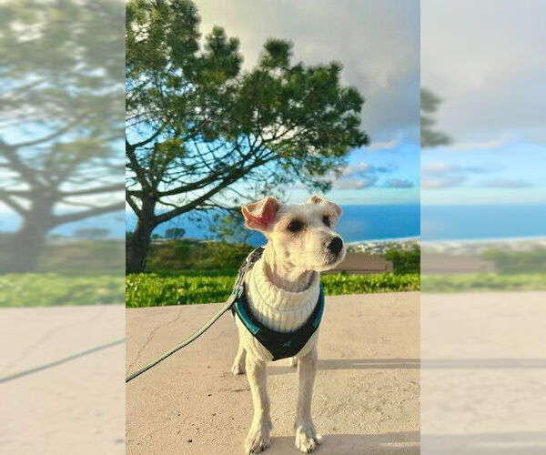 Medium Photo #3 Poodle (Miniature)-Unknown Mix Puppy For Sale in San Diego, CA, USA