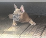 Small Photo #3 French Bulldog Puppy For Sale in SEBRING, FL, USA