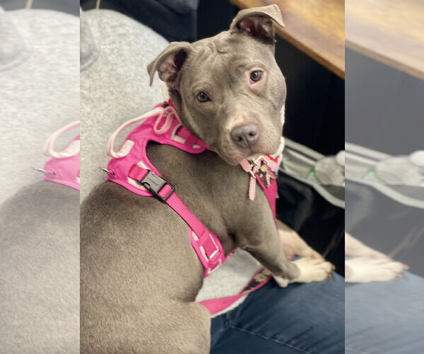 Medium Photo #3 Mutt Puppy For Sale in Mount Laurel, NJ, USA