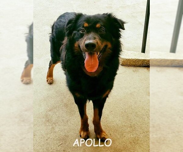 Medium Photo #7 Bernese Mountain Dog-Collie Mix Puppy For Sale in Houston, TX, USA
