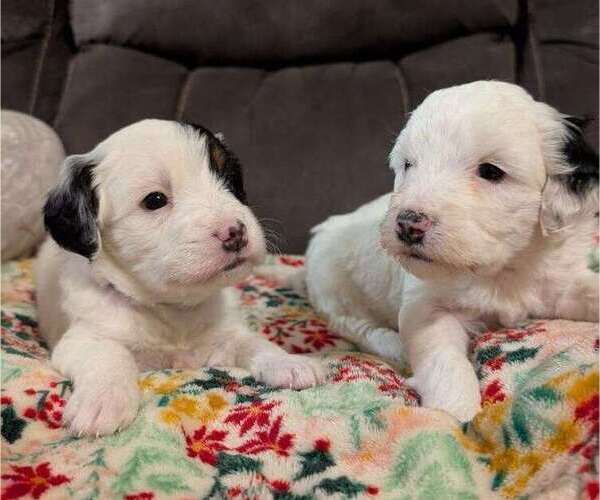 Medium Photo #6 Bernedoodle (Miniature) Puppy For Sale in LEETONIA, OH, USA