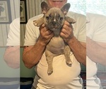 Small Photo #5 French Bulldog Puppy For Sale in KANSAS CITY, MO, USA