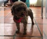 Small #5 Poodle (Miniature) Mix