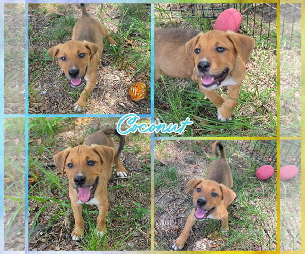 Medium Photo #1 Labrador Retriever-Unknown Mix Puppy For Sale in Blacksburg, SC, USA
