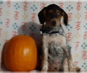 Australian Cattle Dog-Beagle Mix Puppy for sale in LANCASTER, PA, USA