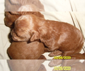 Poodle (Toy) Puppy for sale in DULUTH, GA, USA