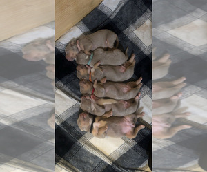 American Bully Puppy for sale in DECATUR, AL, USA