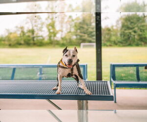 Panda - Female American Staffordshire Terrier Dog for Adoption - Photo #5