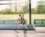 Small #4 American Staffordshire Terrier