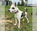 Small #1 Siberian Husky Mix