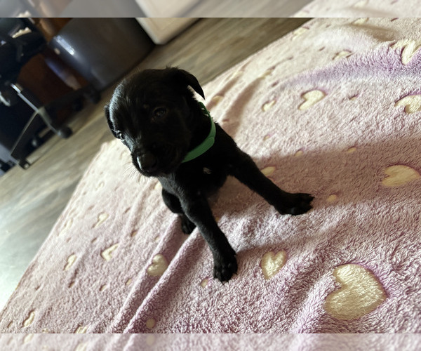 Medium Photo #5 Dutch Shepherd -Golden Retriever Mix Puppy For Sale in LAS VEGAS, NV, USA