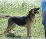 Small #2 Mutt