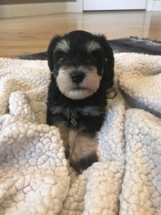 Schnauzer (Miniature) Puppy for sale in TRYON, NC, USA