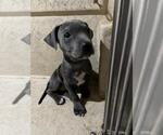 Small American Pit Bull Terrier Mix