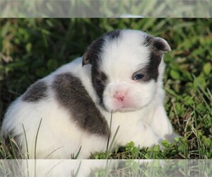 Medium French Bulldog