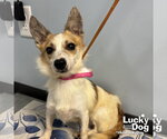 Small #2 Jack Russell Terrier Mix