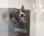 Small #2 Boston Terrier Mix