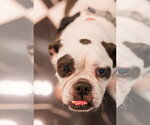 Small #2 Bulldog