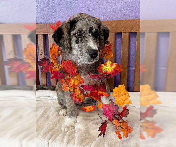 Medium Photo #2 Great Dane-Labrador Retriever Mix Puppy For Sale in Genesee, WI, USA