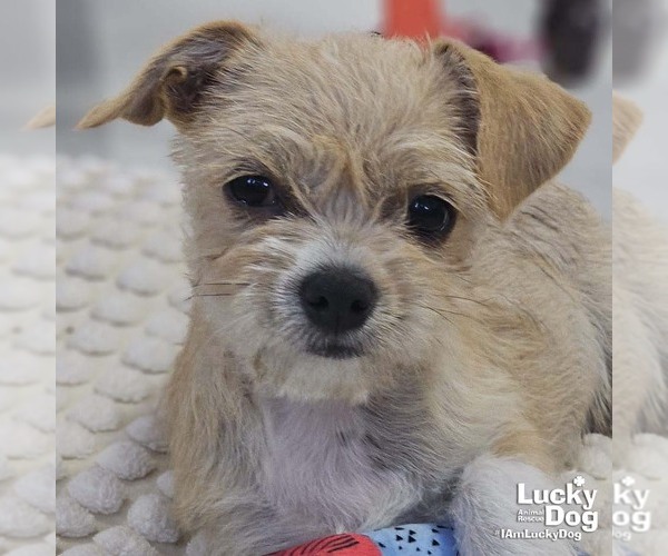 Medium Photo #2 ShiChi Puppy For Sale in Washington, DC, USA