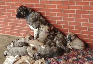Anatolian Shepherd Puppy for sale in GRAYSVILLE, TN, USA