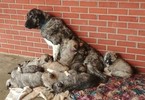 Small Photo #1 Anatolian Shepherd Puppy For Sale in GRAYSVILLE, TN, USA