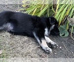 Small #10 German Shepherd Dog