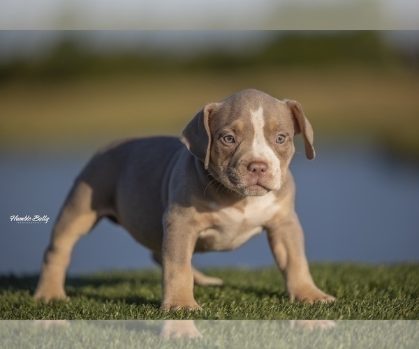 Medium Photo #2 American Bully Puppy For Sale in ARLINGTON, TX, USA