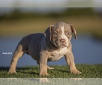Small Photo #2 American Bully Puppy For Sale in ARLINGTON, TX, USA